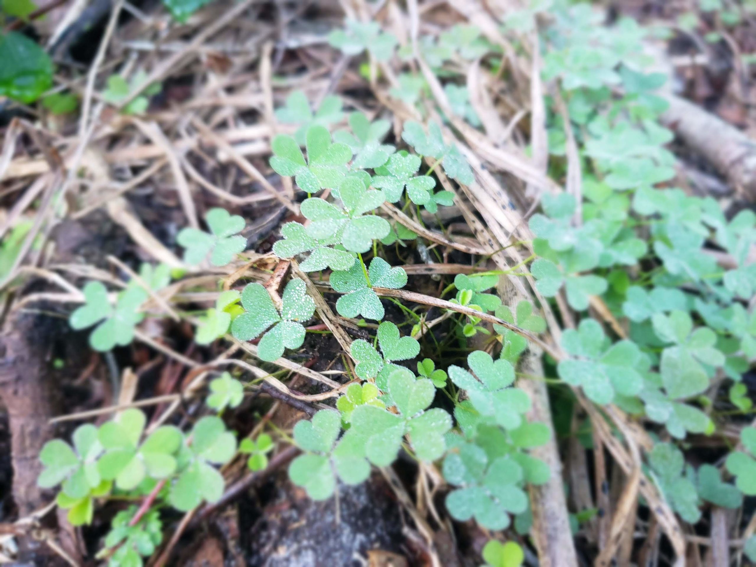 Wood Sorrel